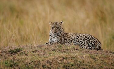 A Leopard in Kenya, Africa
