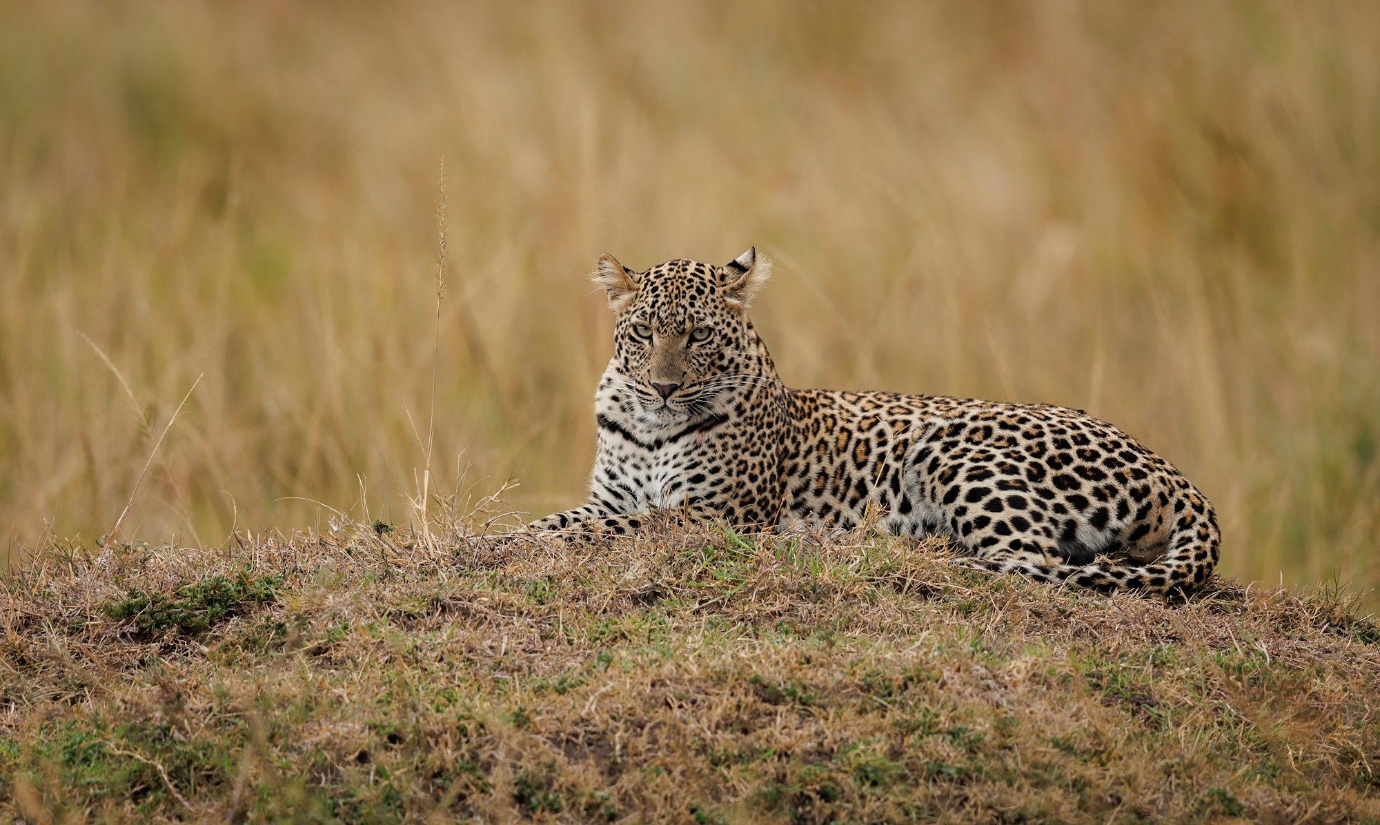 A Leopard in Kenya, Africa
