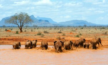 Elephant in water. National park of Kenya