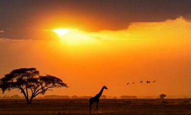 Silhouette of Giraffe Walking in Kenya Africa
