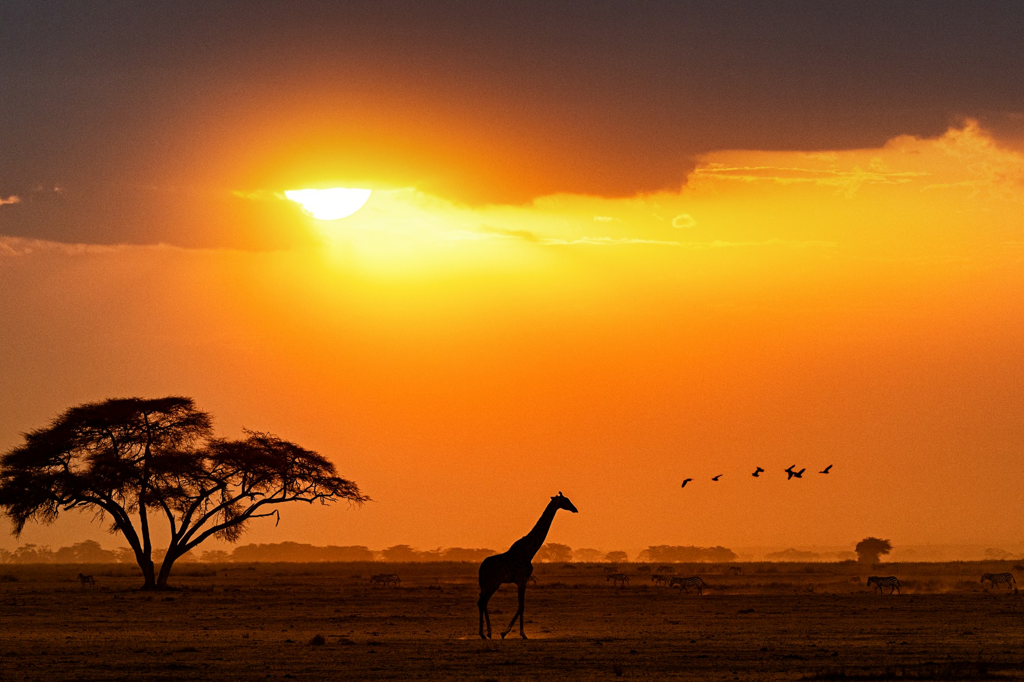 Silhouette of Giraffe Walking in Kenya Africa