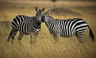 Zebras in a safari in Masai Mara, Kenya